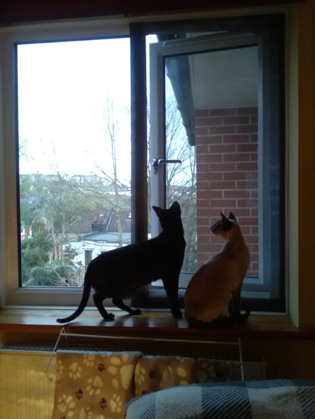 window guards for cats